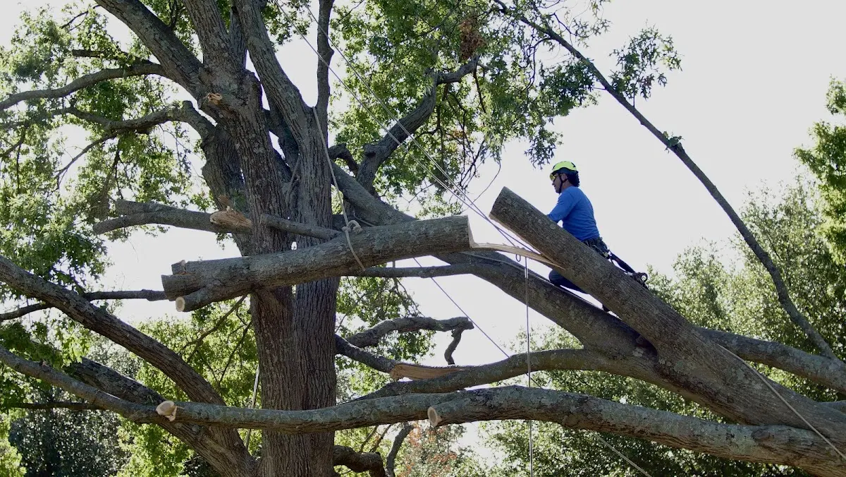 Professional Crown Thinning performed by certified arborists in Brunswick